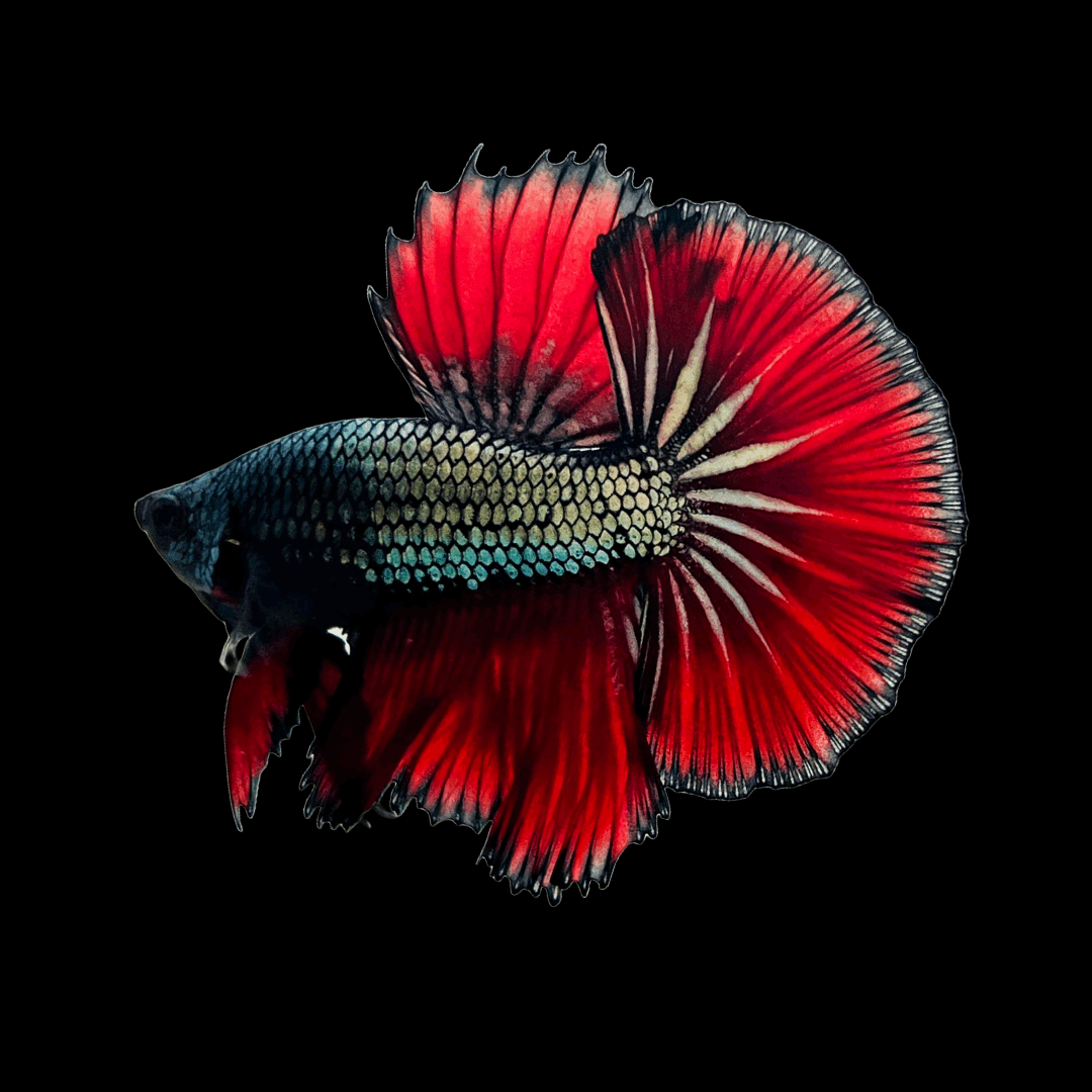 Red Copper Halfmoon Male Betta Fish