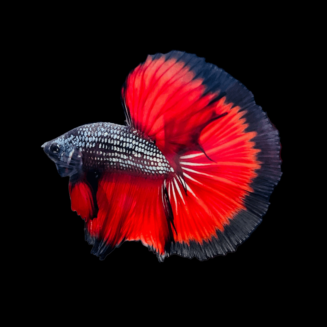 Red Copper Halfmoon Male Betta Fish