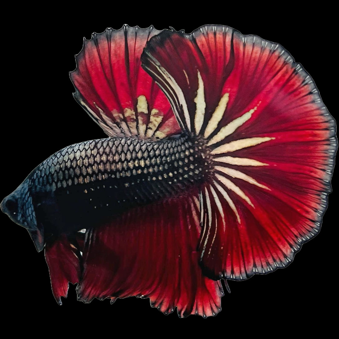 Red Copper Halfmoon Male Betta Fish