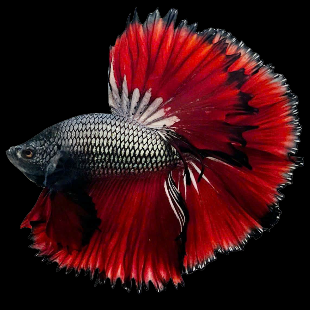 Red Copper Halfmoon Male Betta Fish