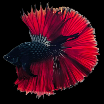 Red Copper Halfmoon Male Betta Fish