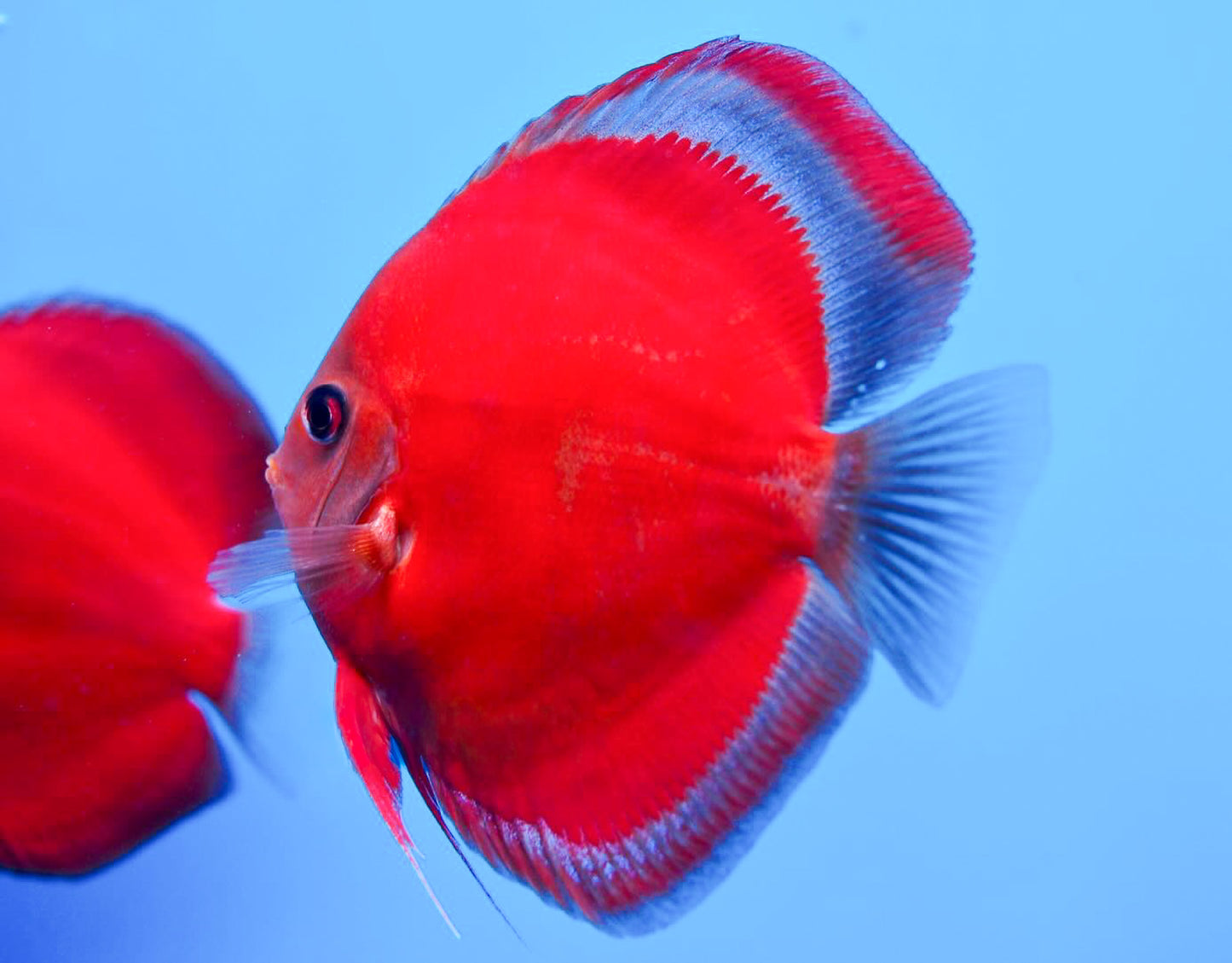 Red Cover Discus Fish