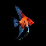 Red Devil Angelfish