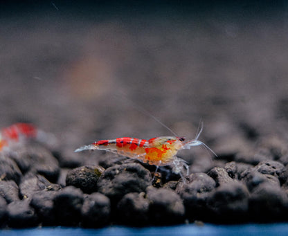 Red Dragon Caridina Shrimp