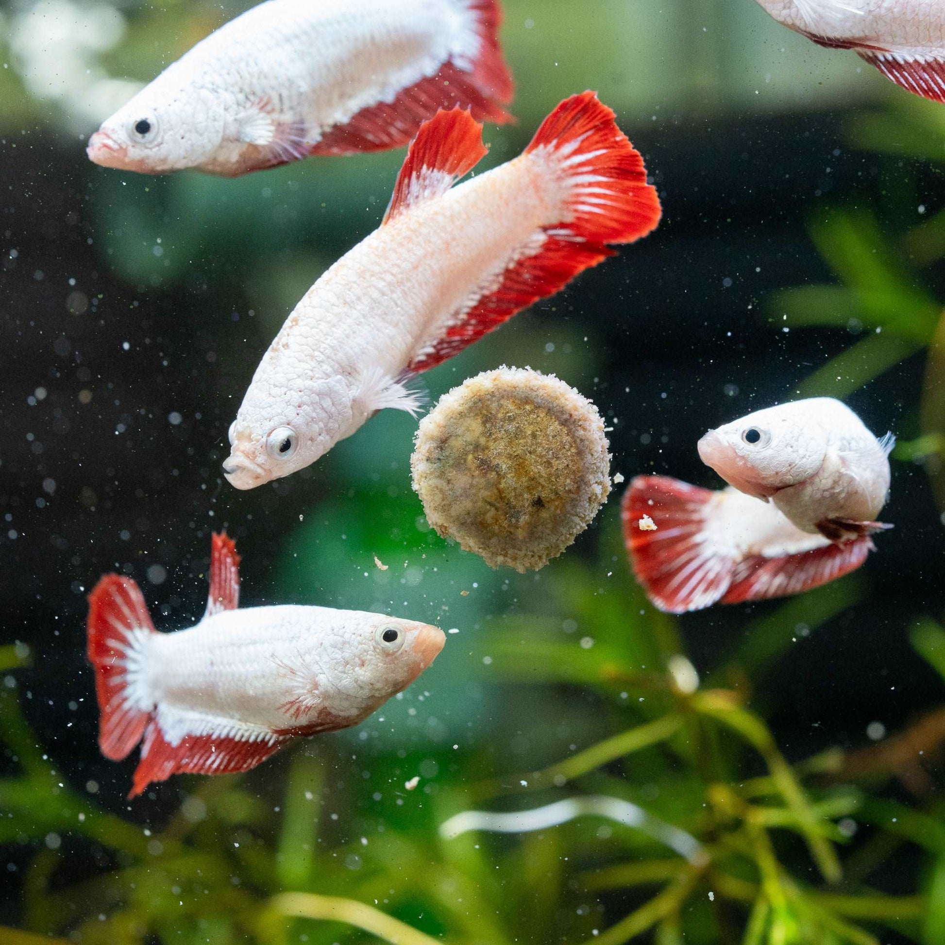 Female Betta Fish Red Snow Dragon Plakat