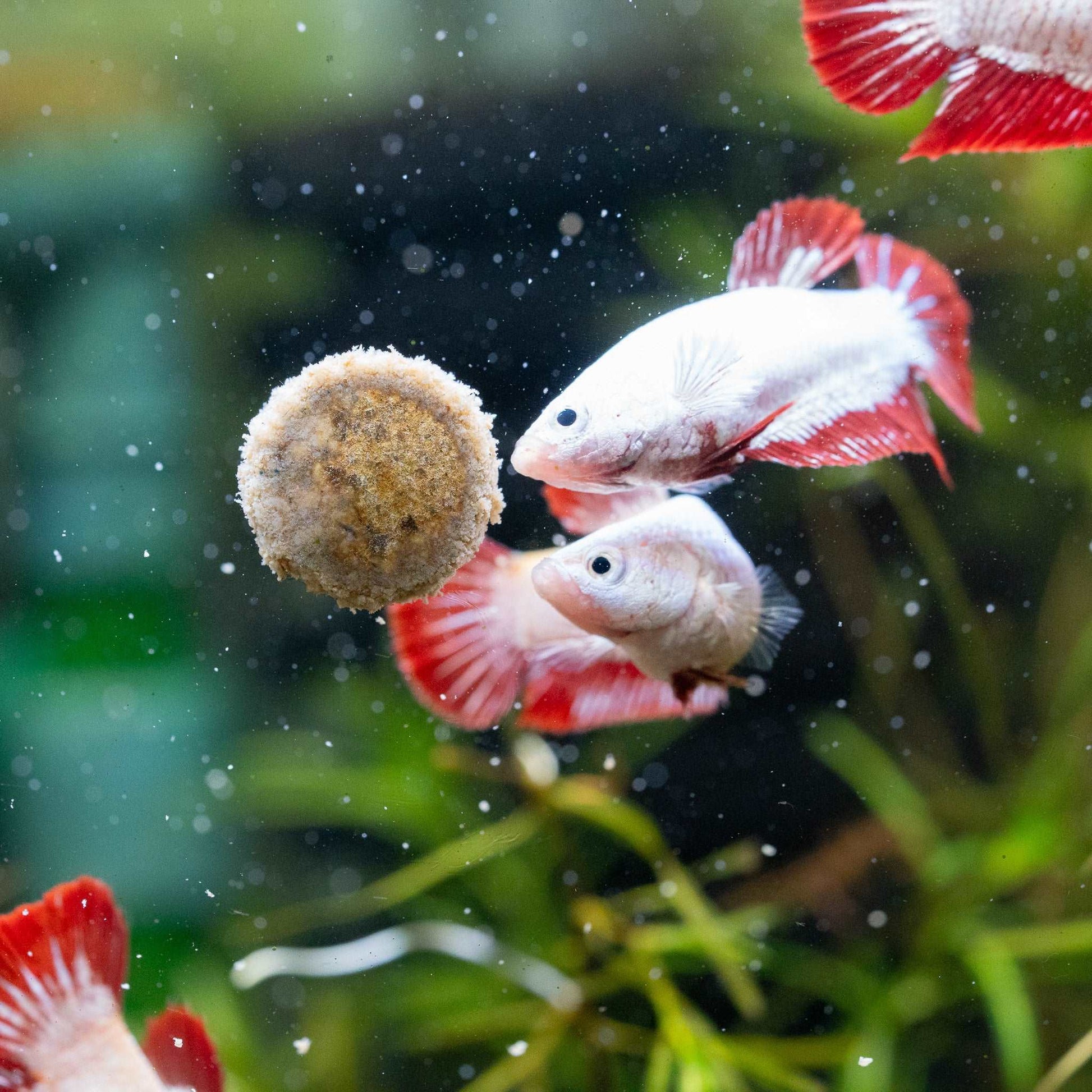 Female Betta Fish Red Snow Dragon Plakat