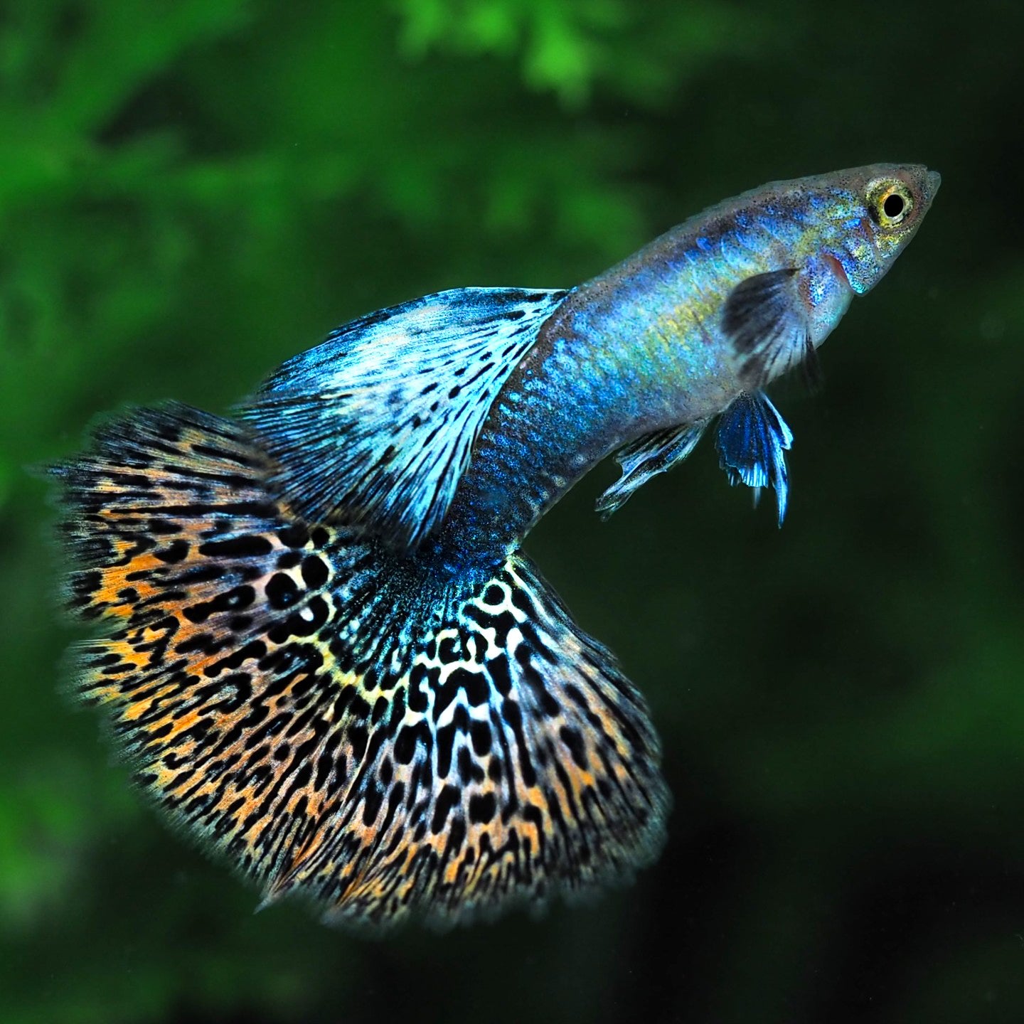 Red Dragon Guppy Fish