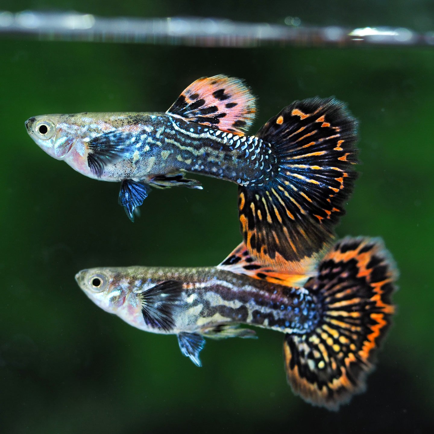 Red Dragon Guppy Fish