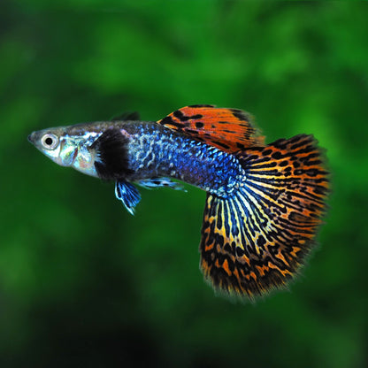 Red Dragon Guppy Fish