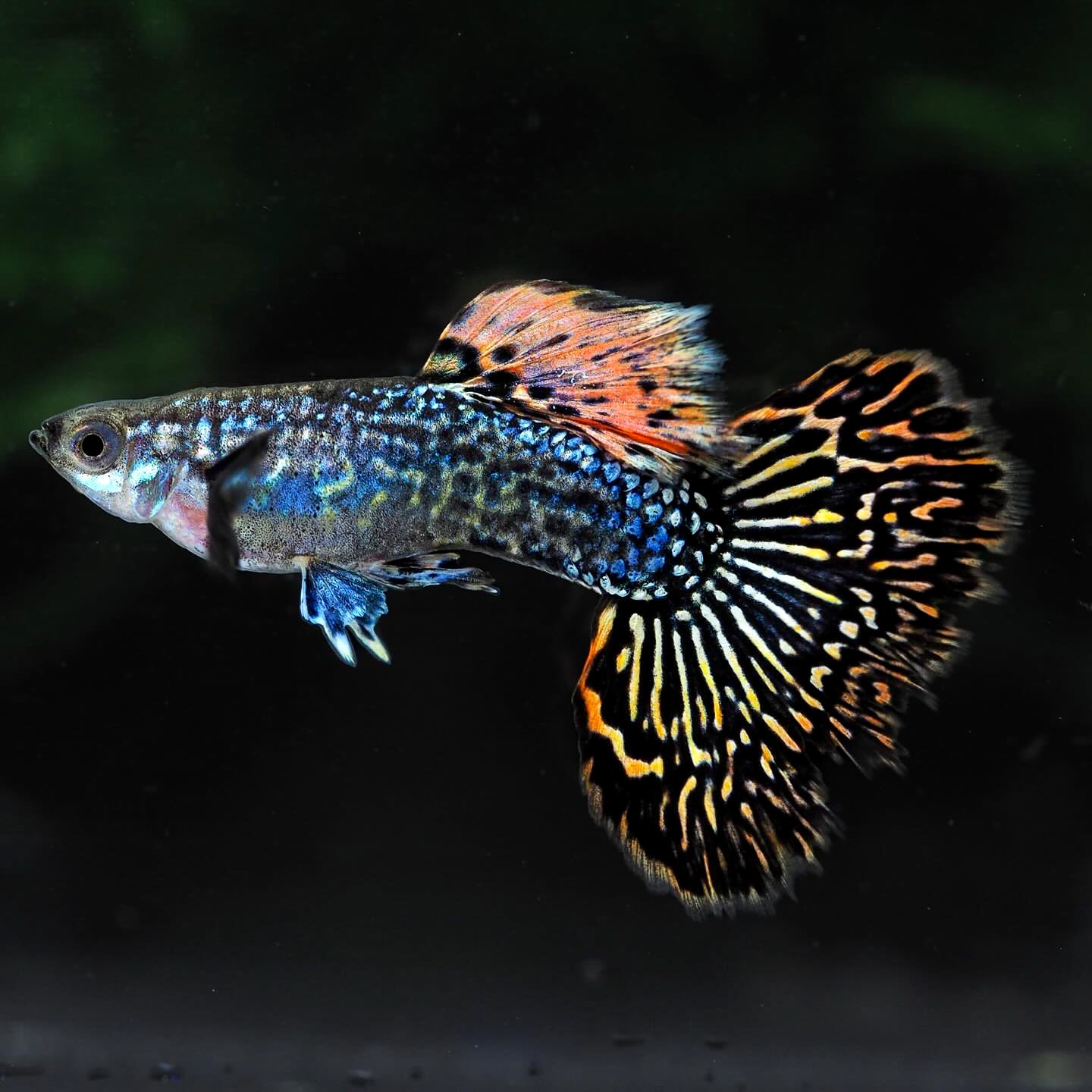 Red Dragon Guppy Fish