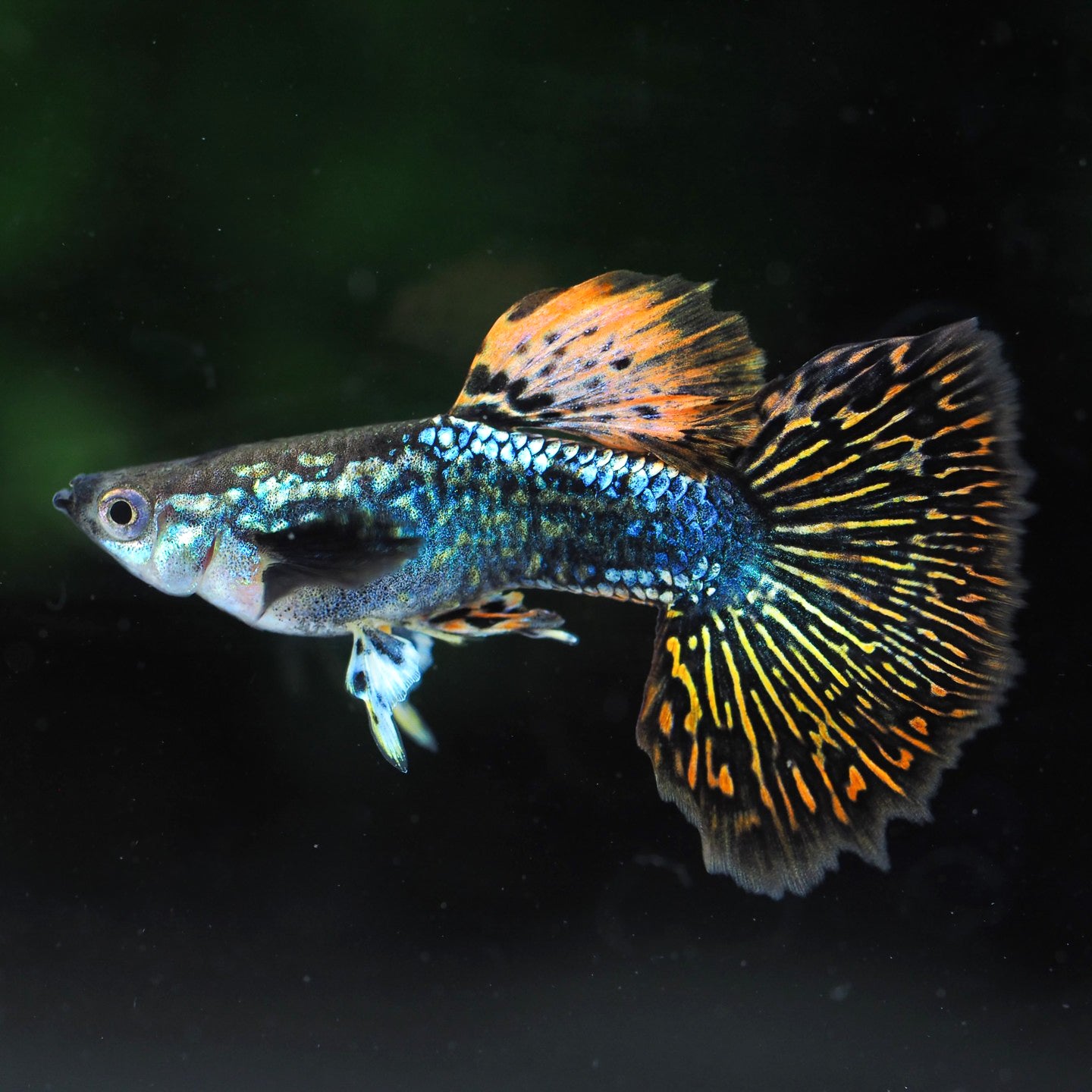 Red Dragon Guppy Fish