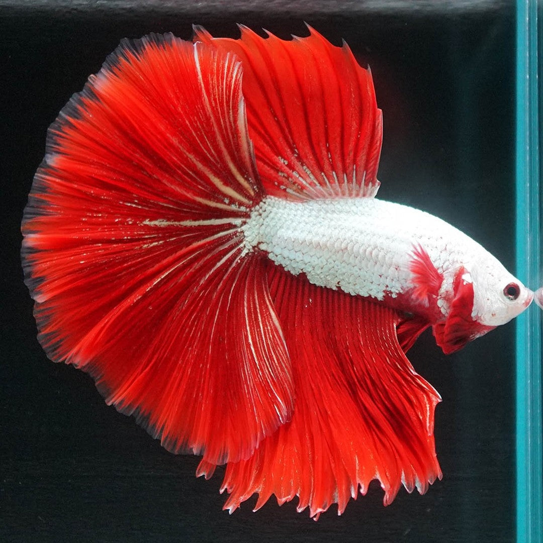Red Dragon Halfmoon Male Betta Fish