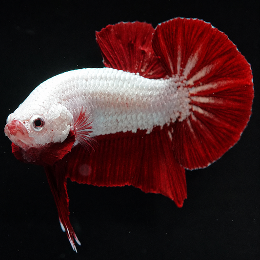 Red Dragon Betta Fish with intense red coloration and compact Plakat body