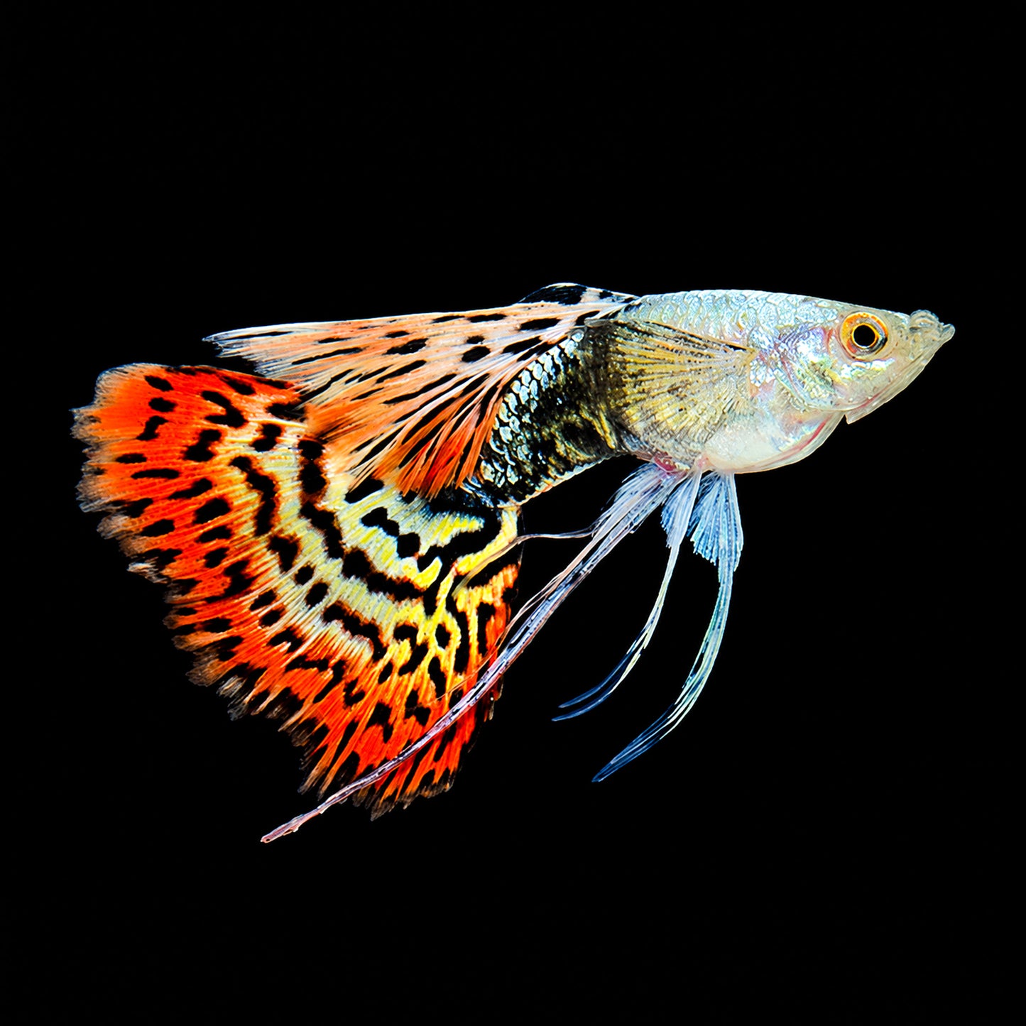 Red Dragon Ribbon Guppy Fish with bright red color and elegant ribbon fins