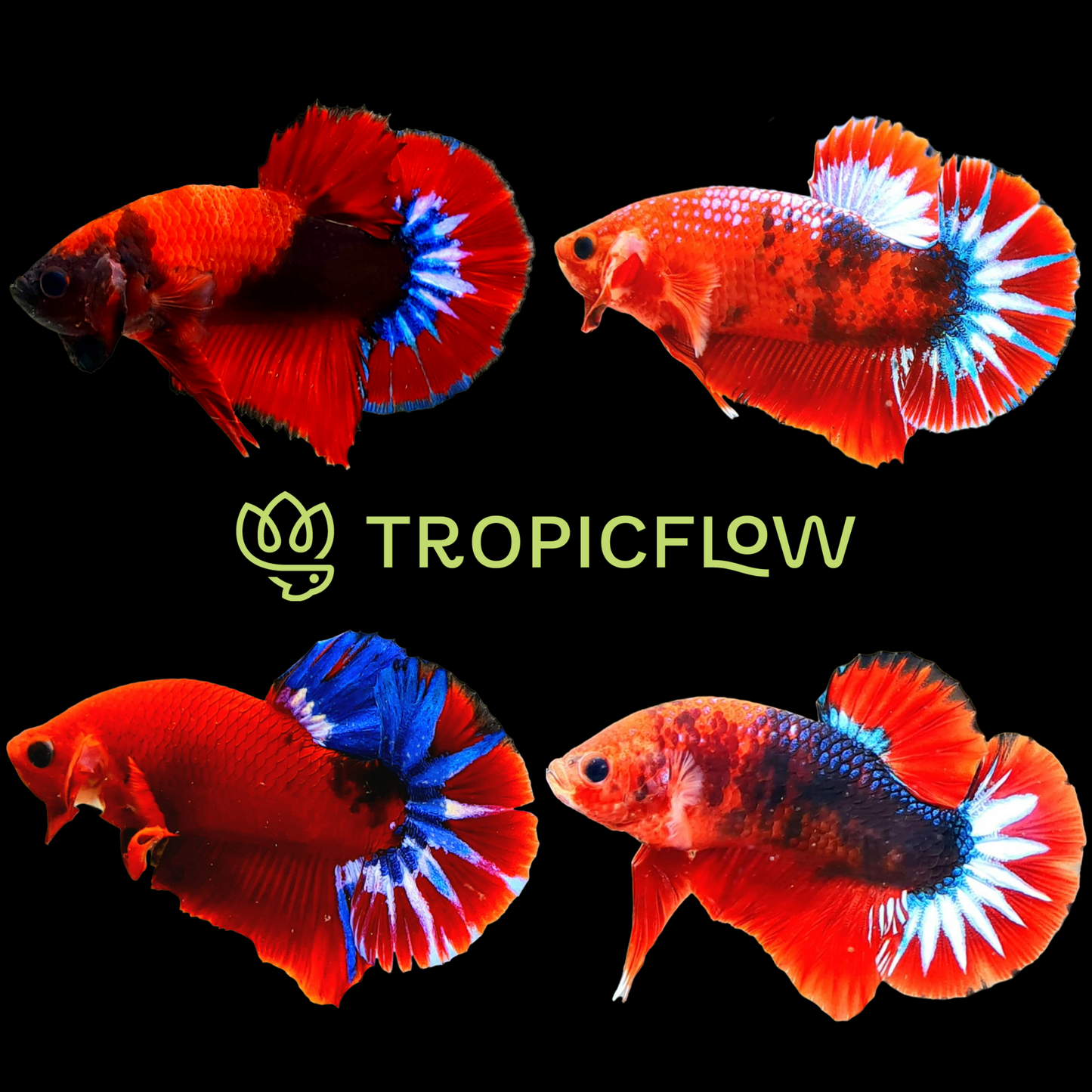 Red Fancy Hellboy Plakat Male Betta Fish | Mystery Betta