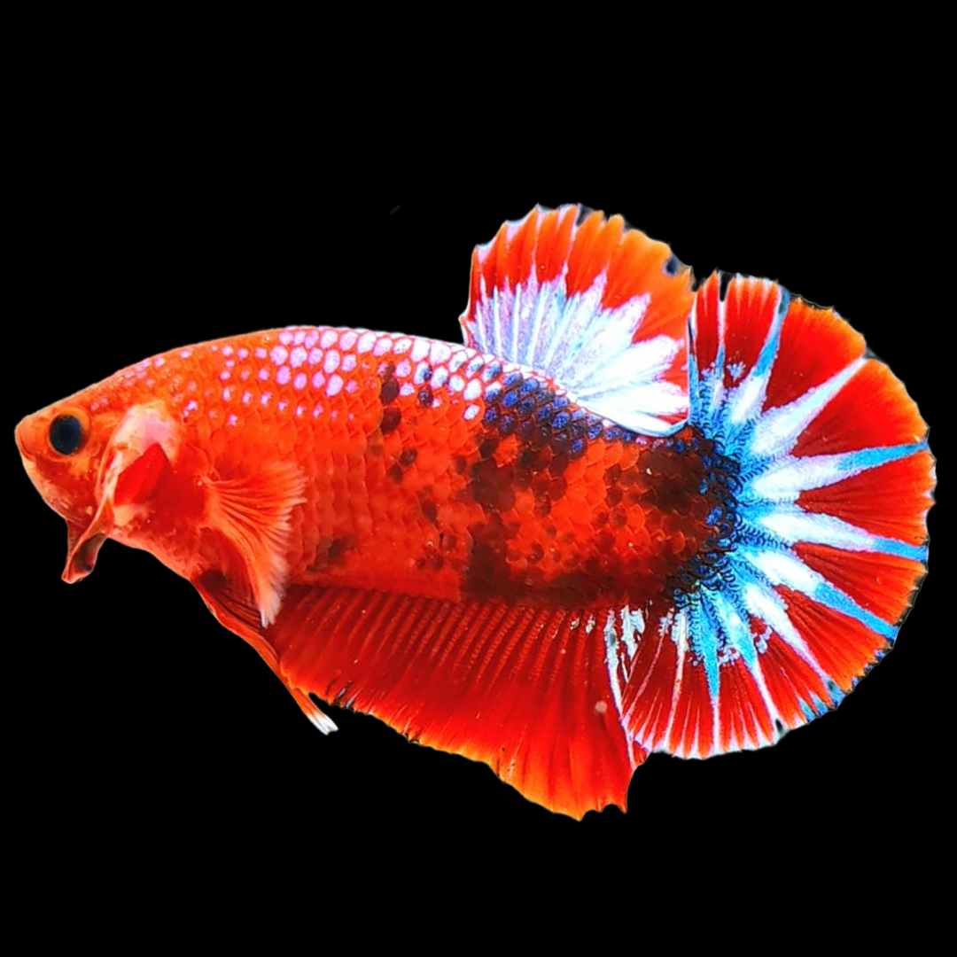 Red Fancy Hellboy Plakat Male Betta Fish | Mystery Betta