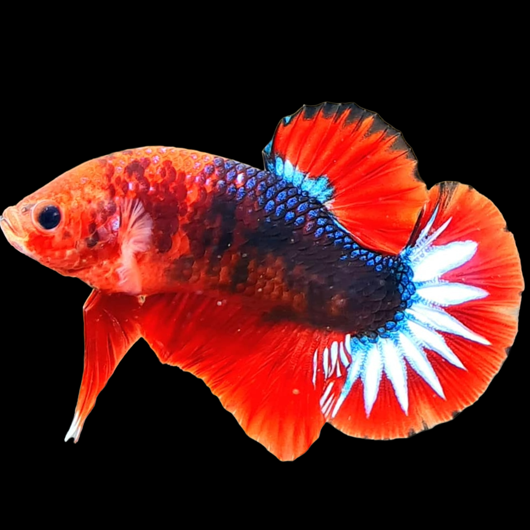 Red Fancy Hellboy Plakat Male Betta Fish | Mystery Betta