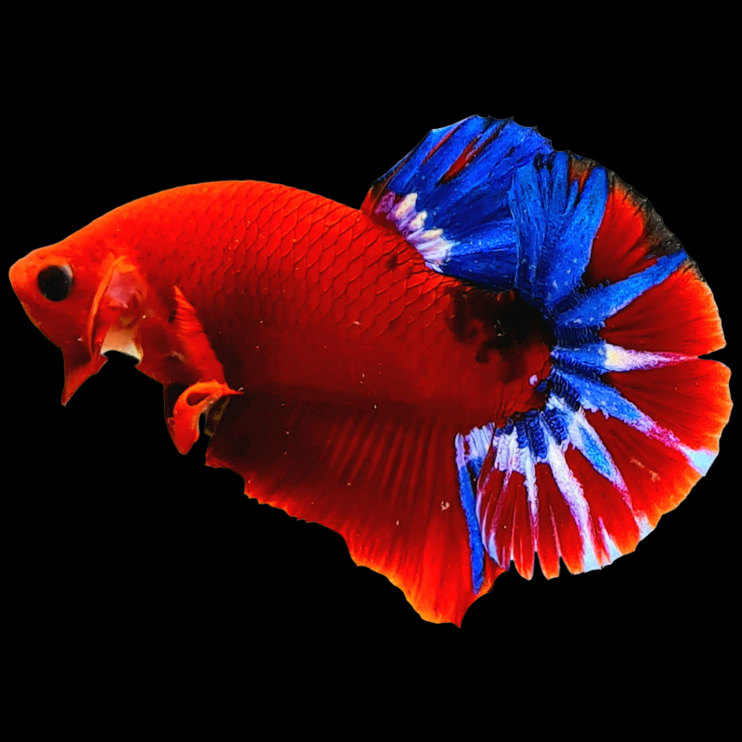 Red Fancy Hellboy Plakat Male Betta Fish | Mystery Betta