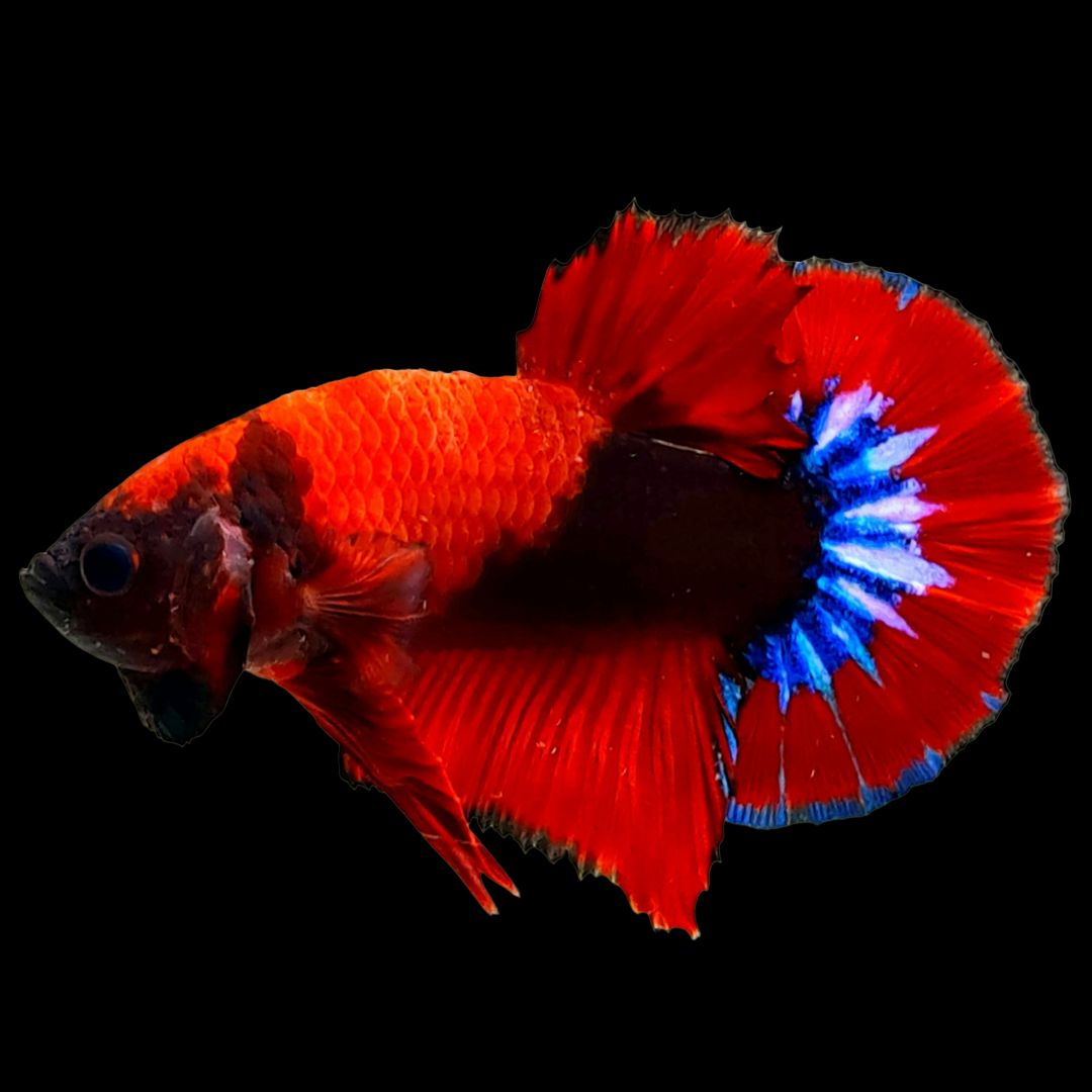 Red Fancy Hellboy Plakat Male Betta Fish | Mystery Betta