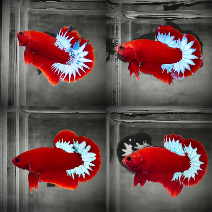 Red Fancy Hellboy White Star Tail Plakat Male Betta Fish | Mystery Betta