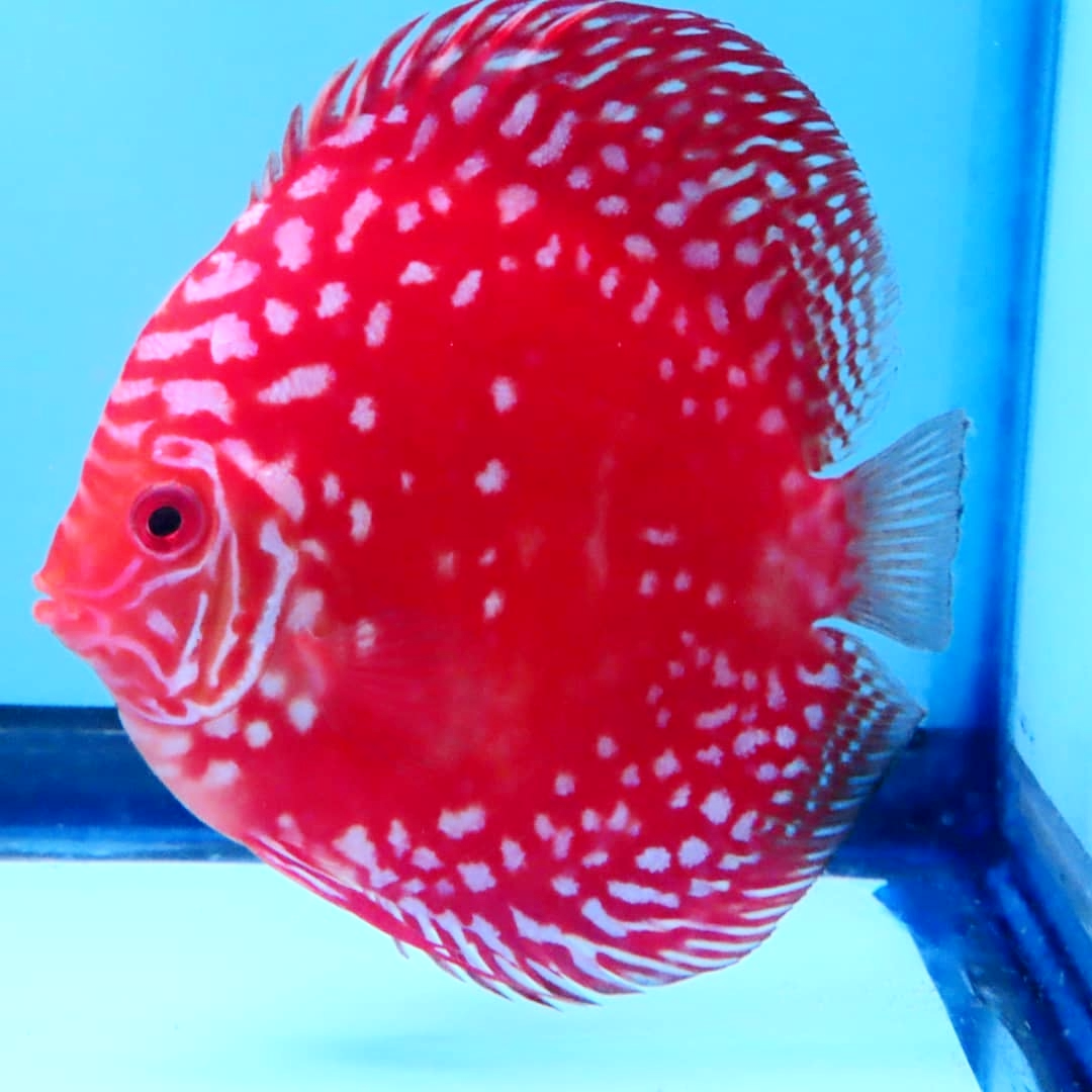 Red Marlboro Discus Fish