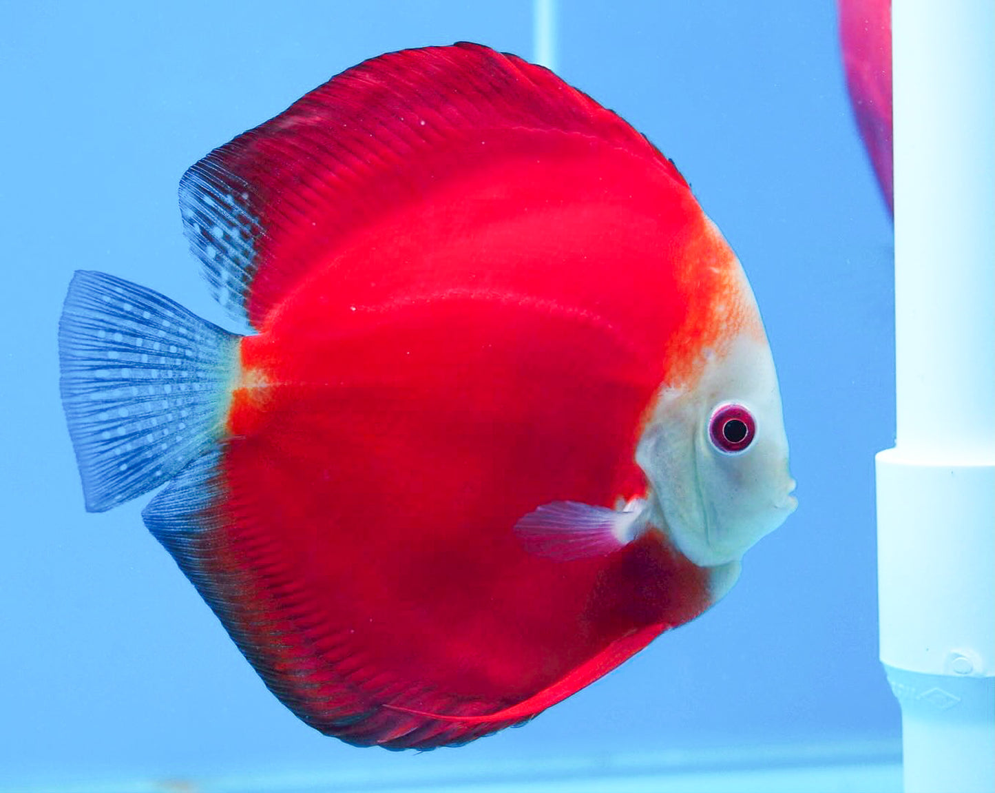 Red Melon Discus Fish