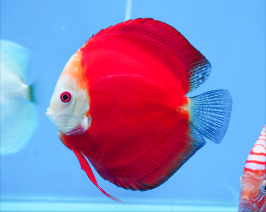 Red Melon Discus Fish