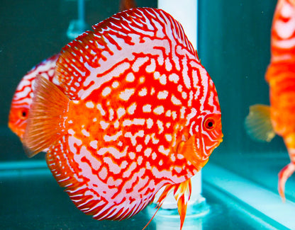 Red Panda Discus Fish