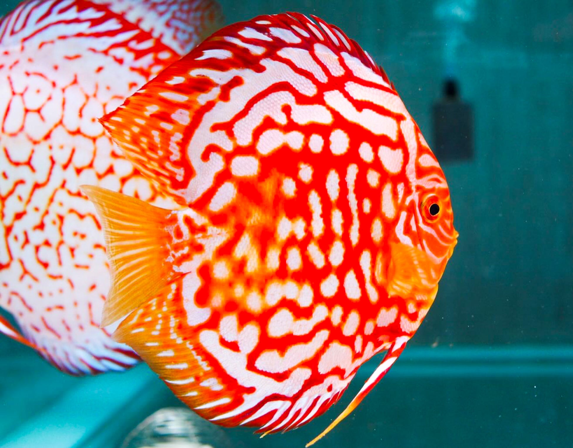 Red Panda Discus Fish