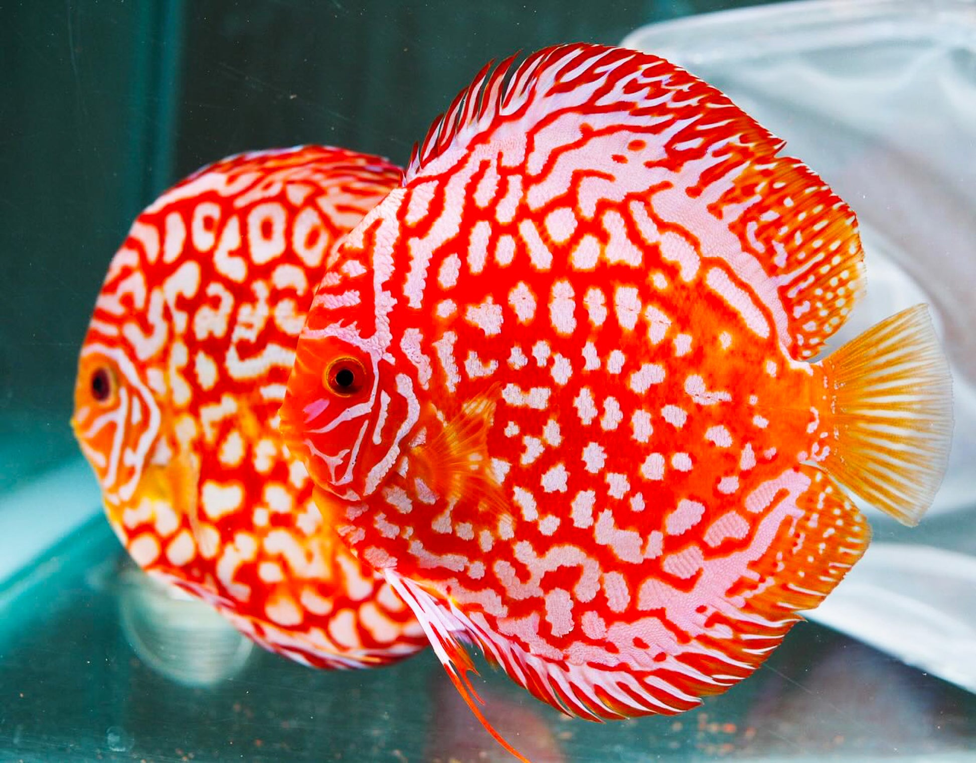 Red Panda Discus Fish