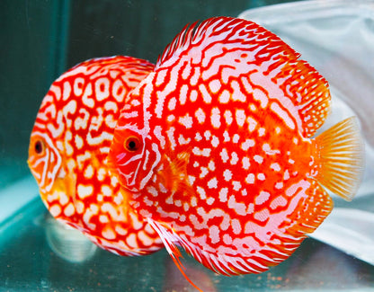 Red Panda Discus Fish