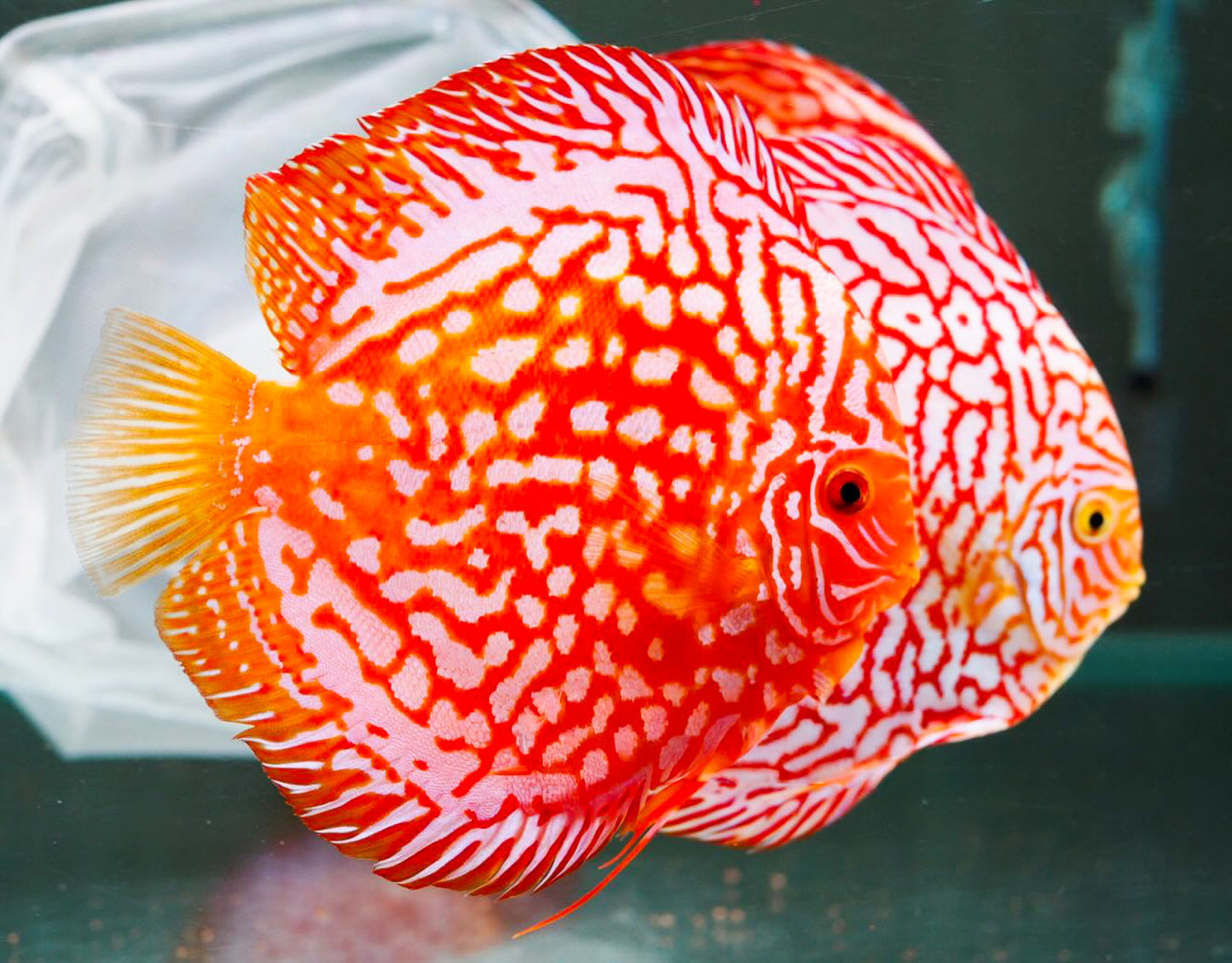 Red Panda Discus Fish