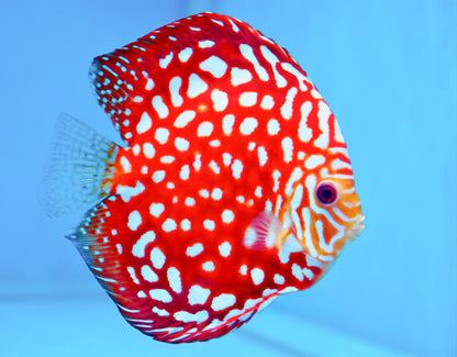 Red Panda Pokadot Checkerboard Discus Fish | Elite Pattern