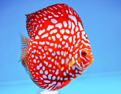 Red Panda Pokadot Checkerboard Discus Fish | Elite Pattern
