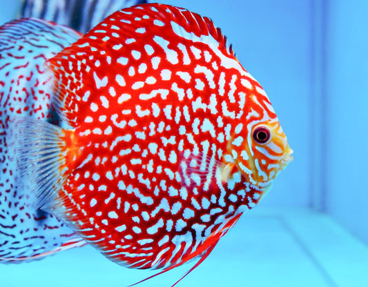 Red Panda Pokadot Checkerboard Discus Fish | Elite Pattern