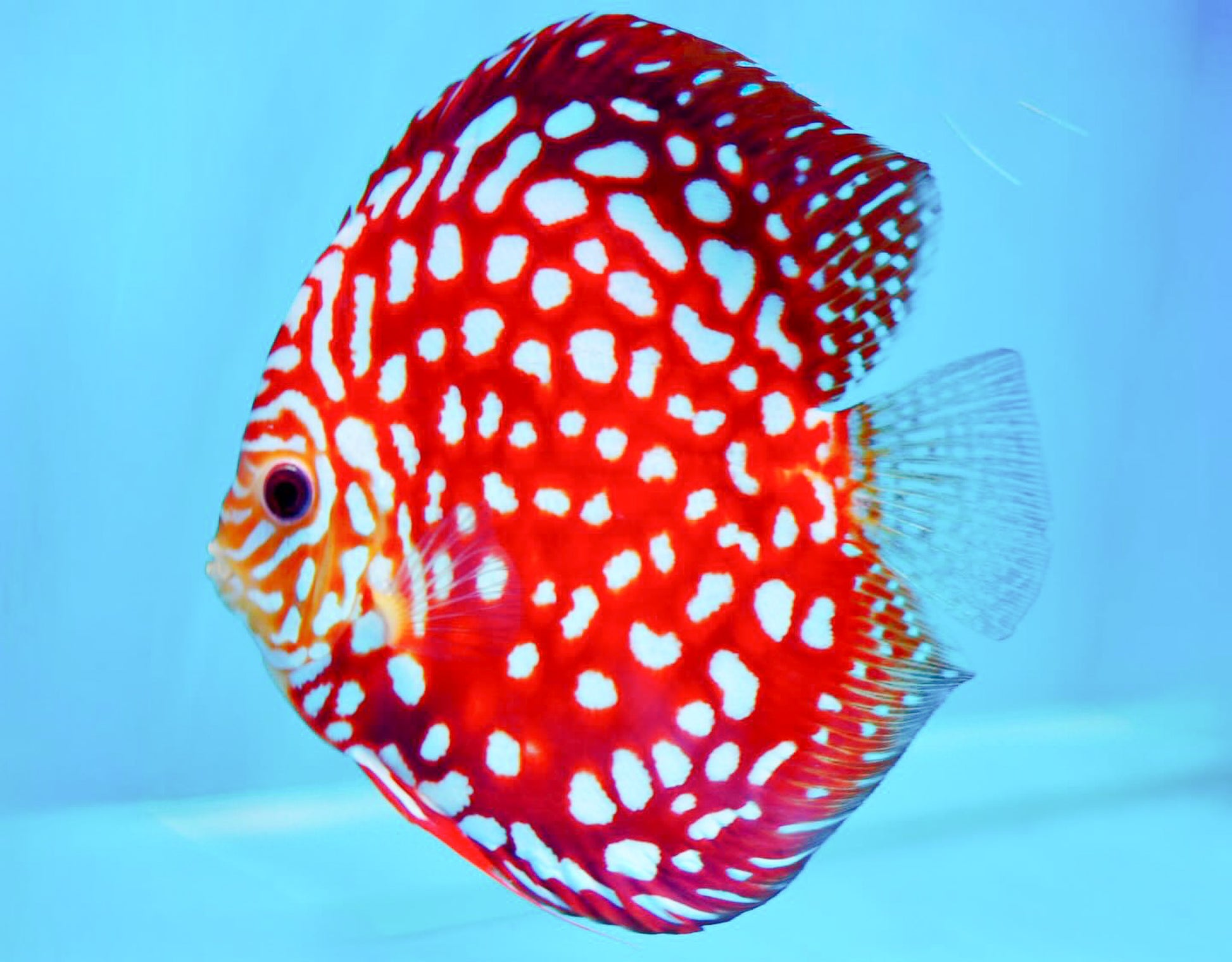Red Panda Pokadot Checkerboard Discus Fish | Elite Pattern