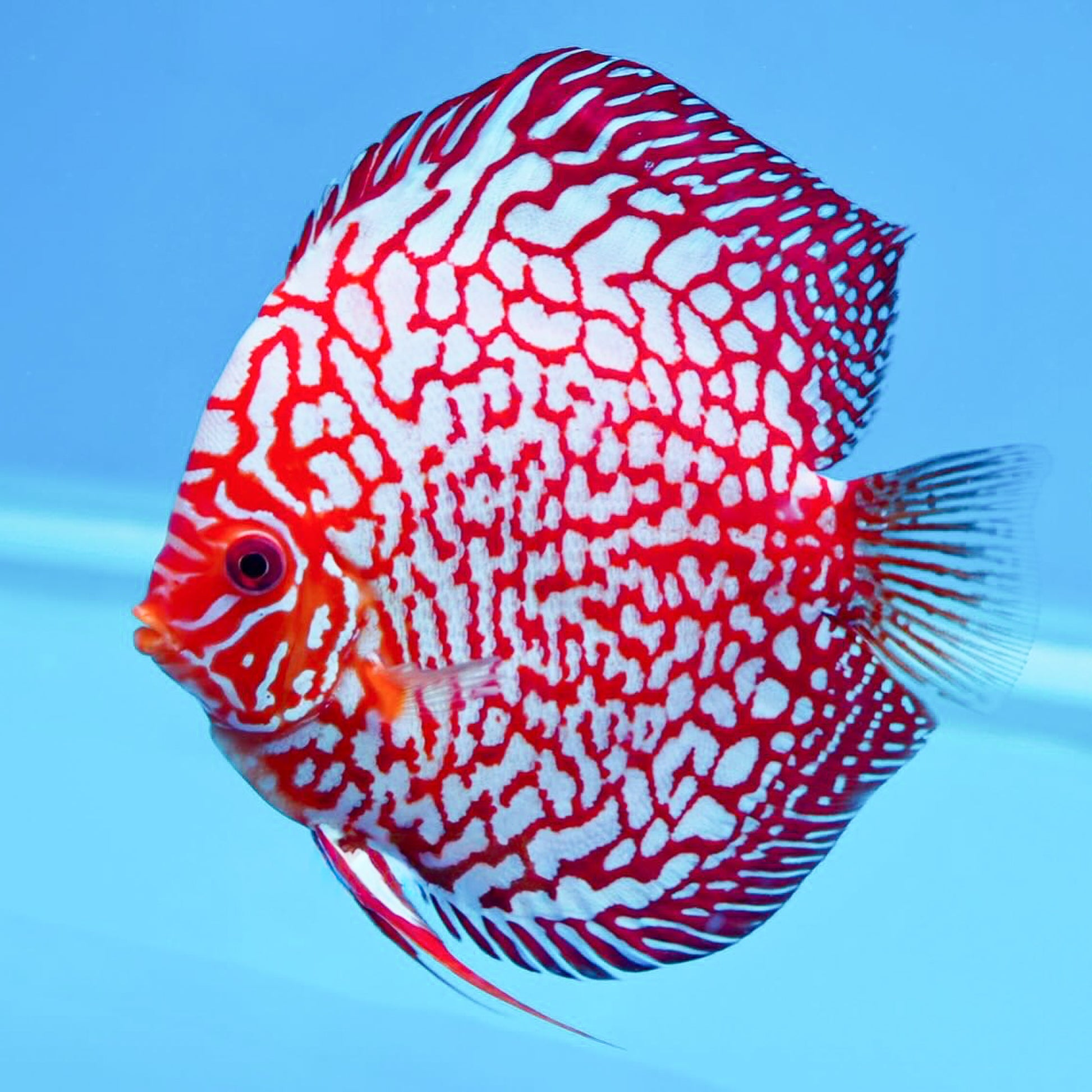 Red Pigeon Blood Discus