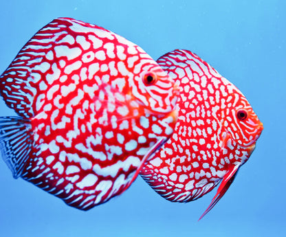 Red Pigeon Blood Discus