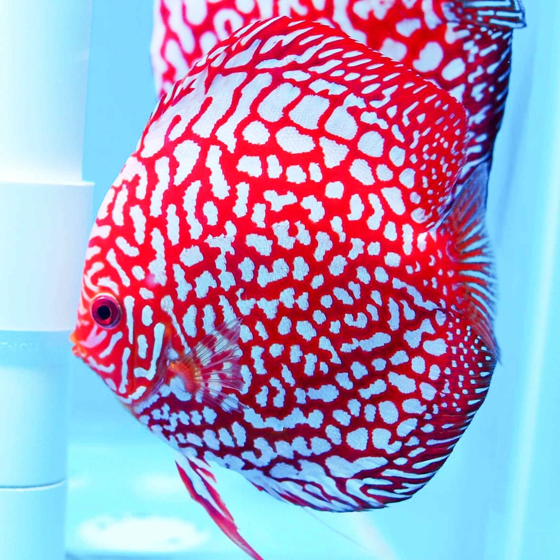 Red Pigeon Blood Discus