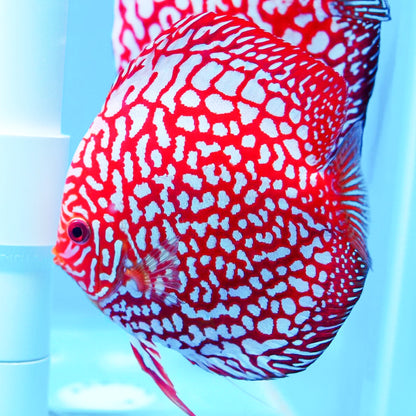 Red Pigeon Blood Discus