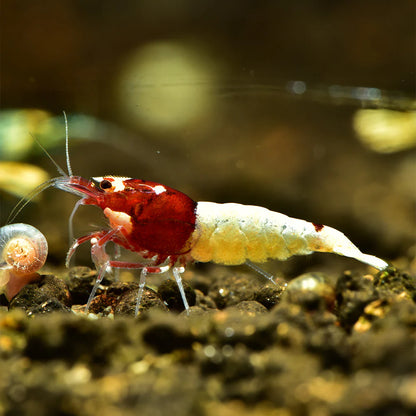 Red Pinto Caridina Shrimp