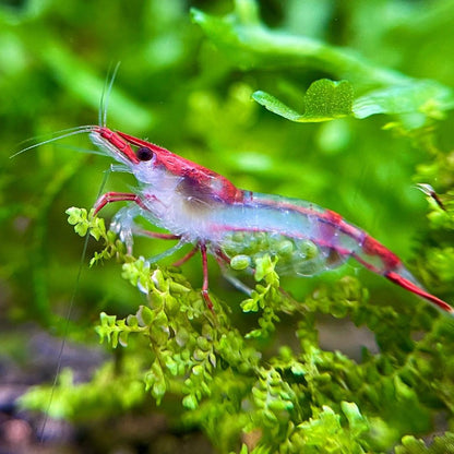 Red Rili Neocaridina Shrimp