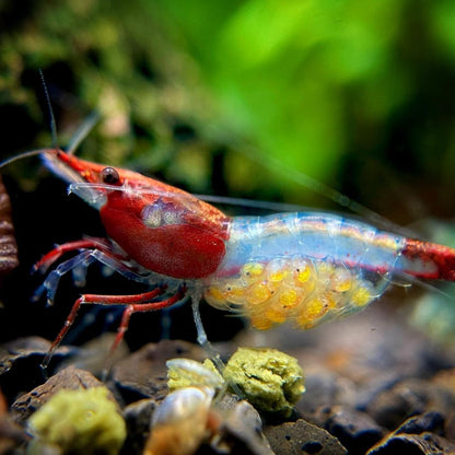 Red Rili Neocaridina Shrimp