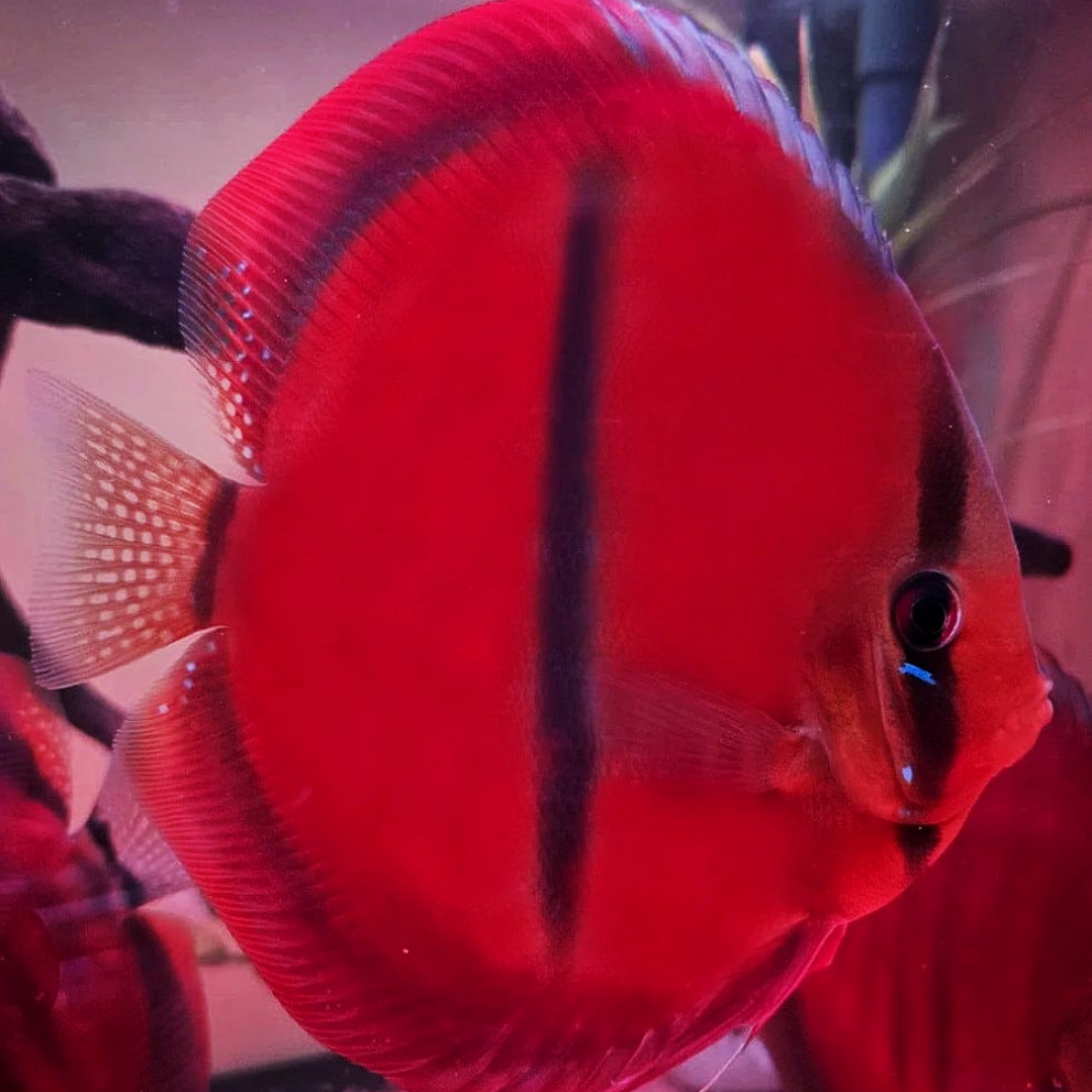 Red Rose Discus Fish