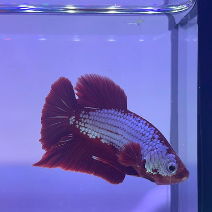 Red Samurai Plakat Male Betta Fish