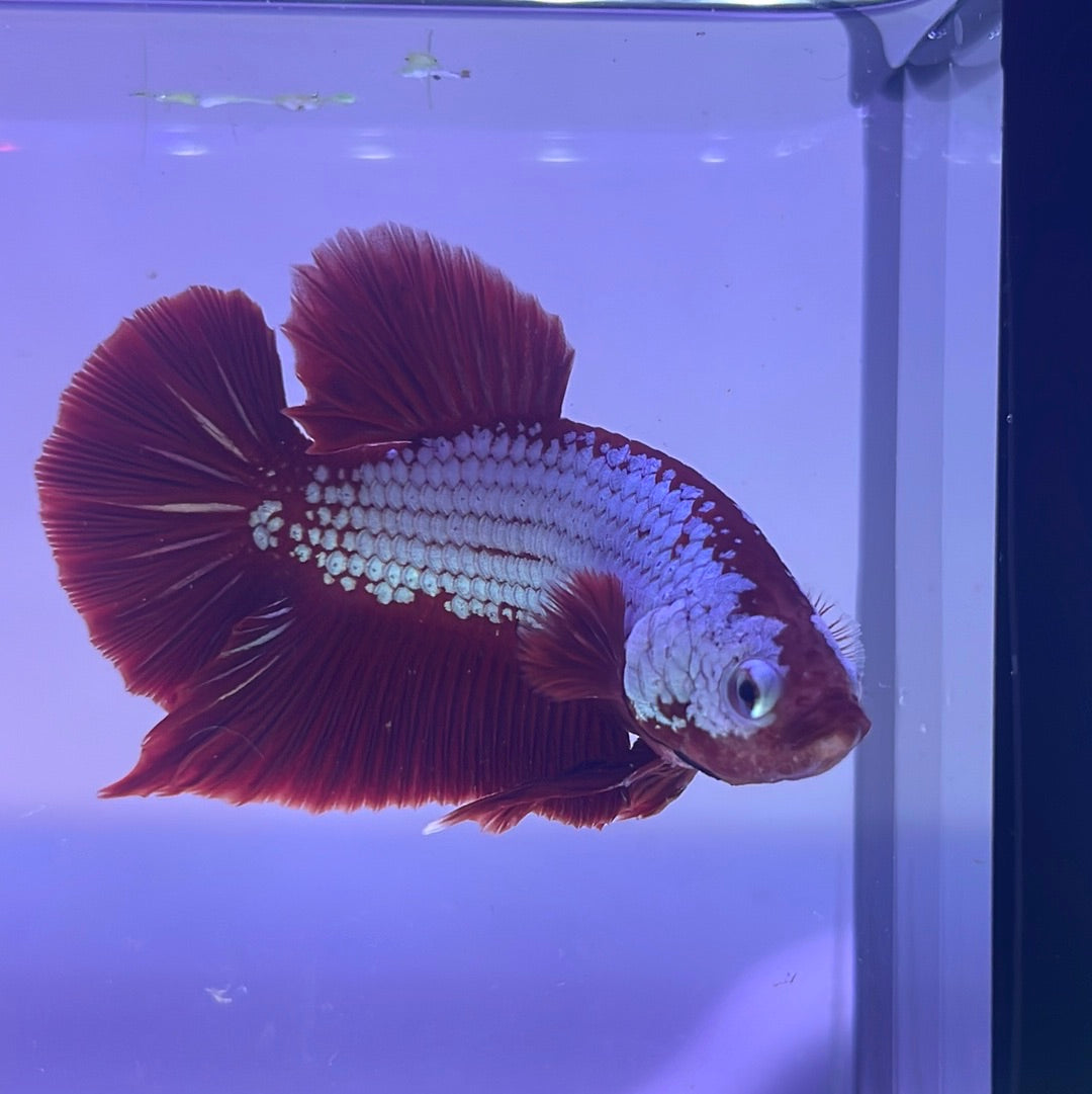 Red Samurai Plakat Male Betta Fish