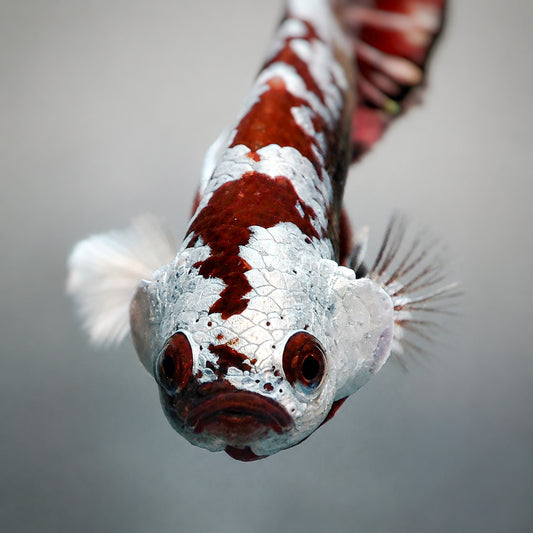 Premium Red Samurai Plakat Male Betta Fish with deep red Samurai pattern