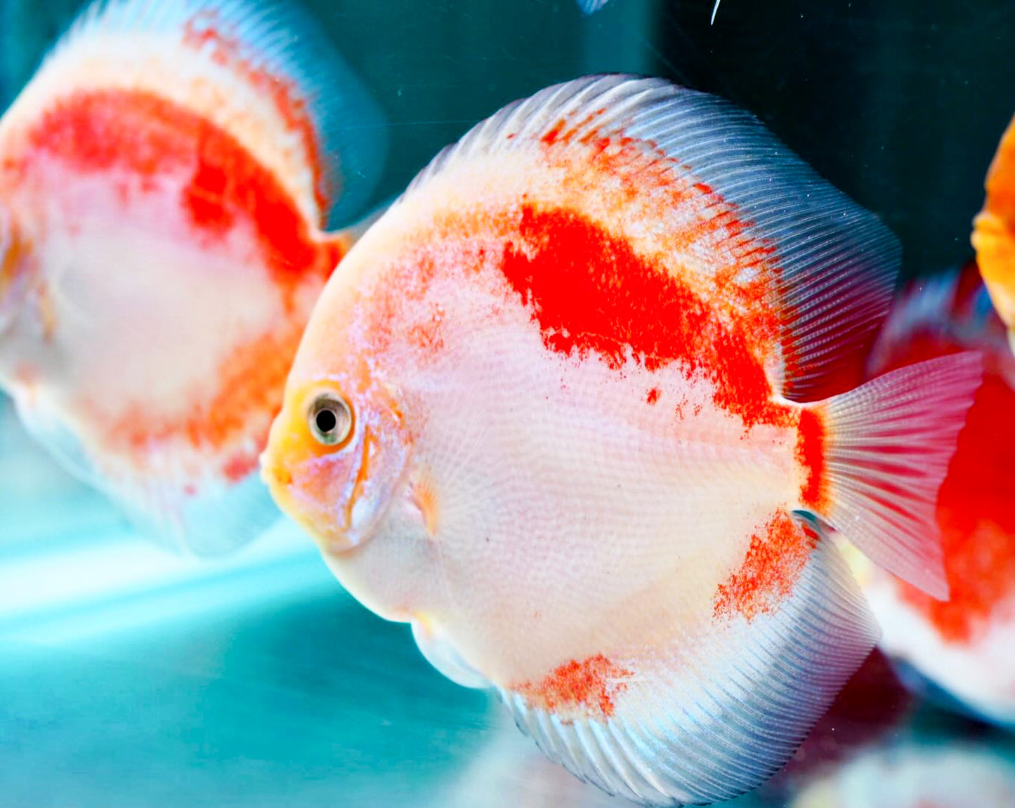 Red Snow Discus Fish