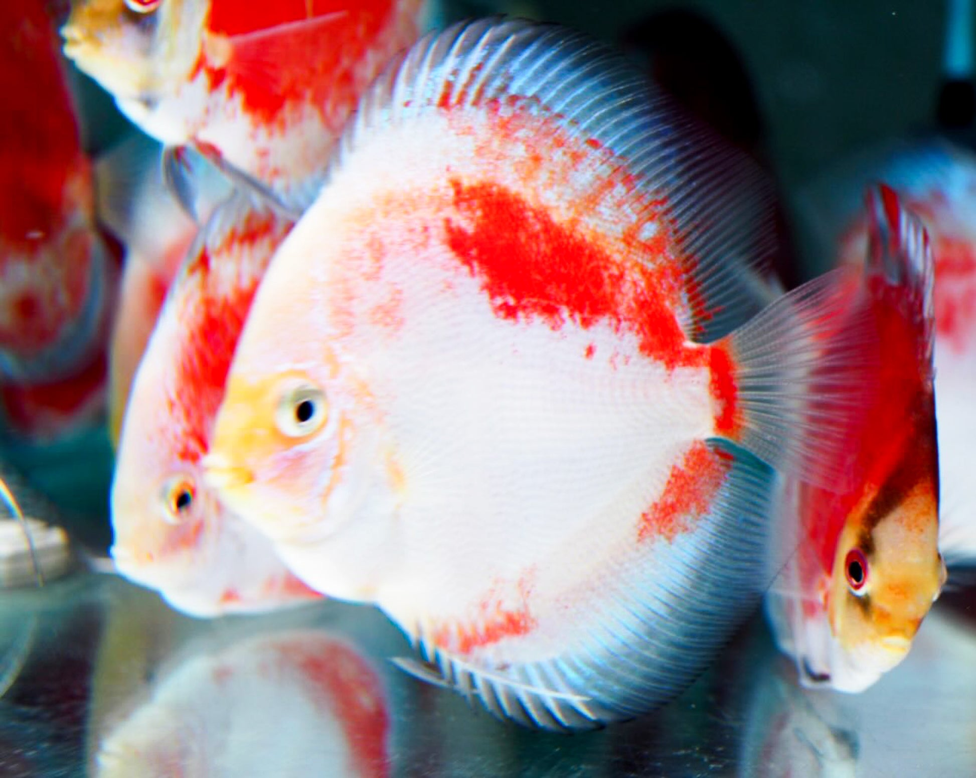 Red Snow Discus Fish