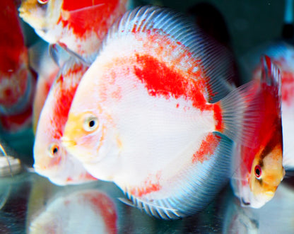 Red Snow Discus Fish